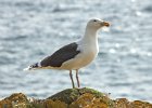 Great Black-Backed Gull